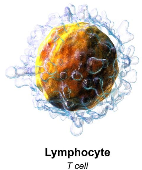 T淋巴細胞